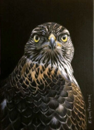 Accipiter gentilis - juv. ♂